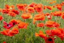 Poppy Flower