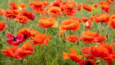 Poppy Flower