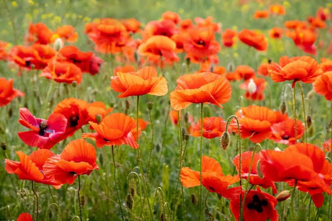 Poppy Flower