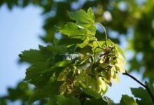 Sycamore Tree