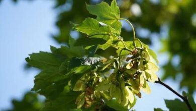 Sycamore Tree