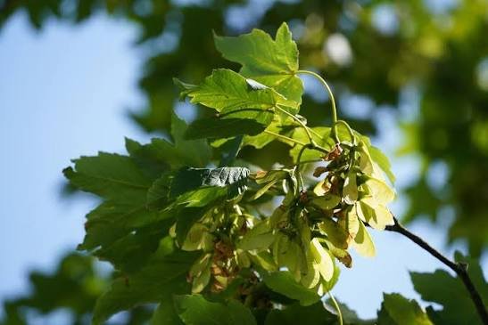 Sycamore Tree