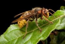 European Hornet