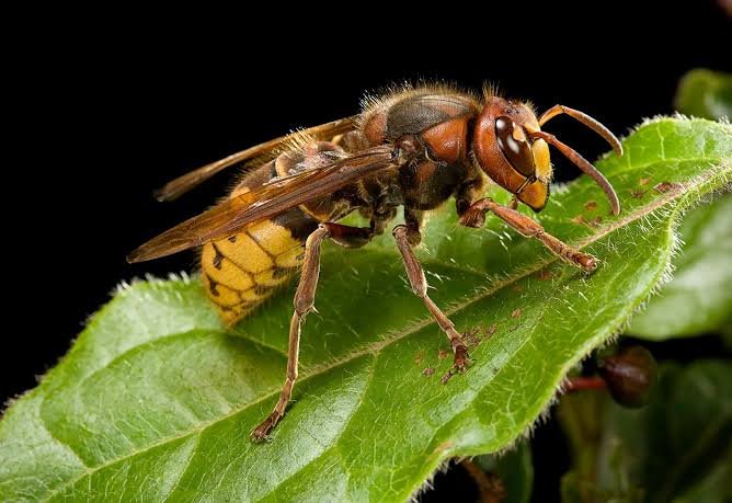 European Hornet