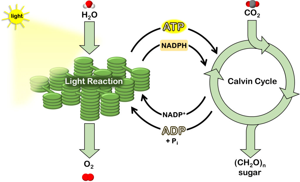 Photosynthesis Equation