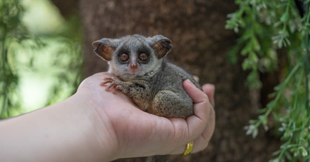 Bush Baby