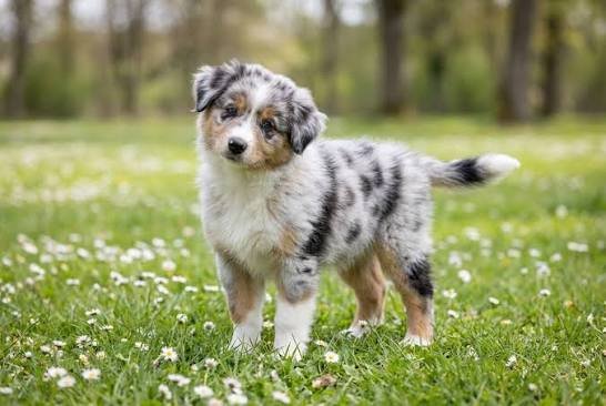 Australian Shepherd